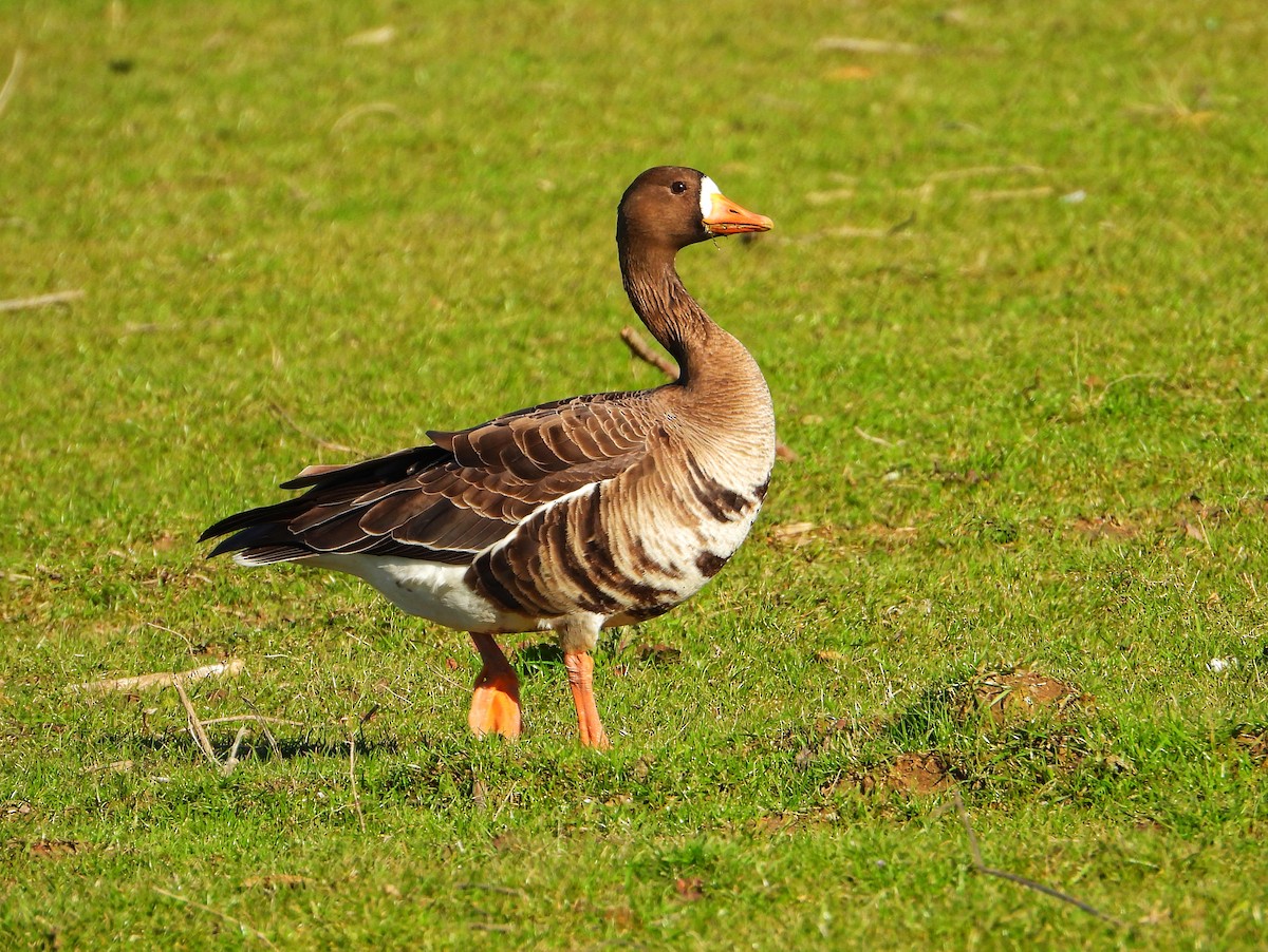 Greater White-fronted Goose - ML630929084