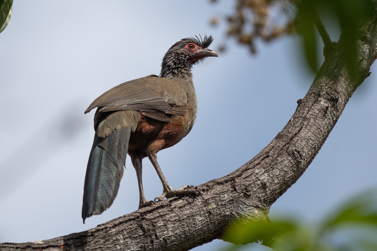 Rufous-bellied Chachalaca - ML630929281