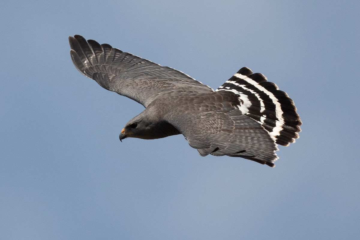 Gray Hawk - ML630929295