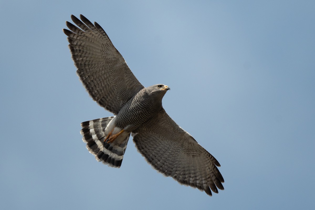 Gray Hawk - ML630929296