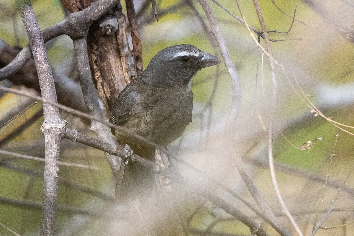 Cinnamon-bellied Saltator - ML630929298