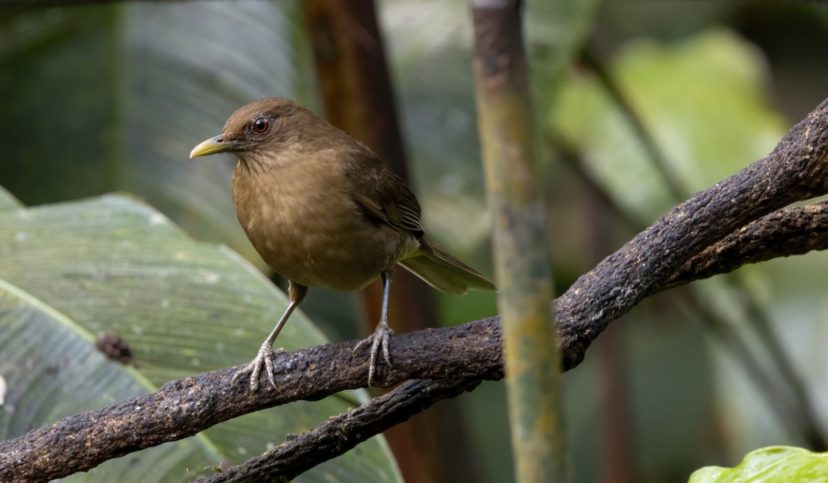 Zorzal Pardo - ML630929398