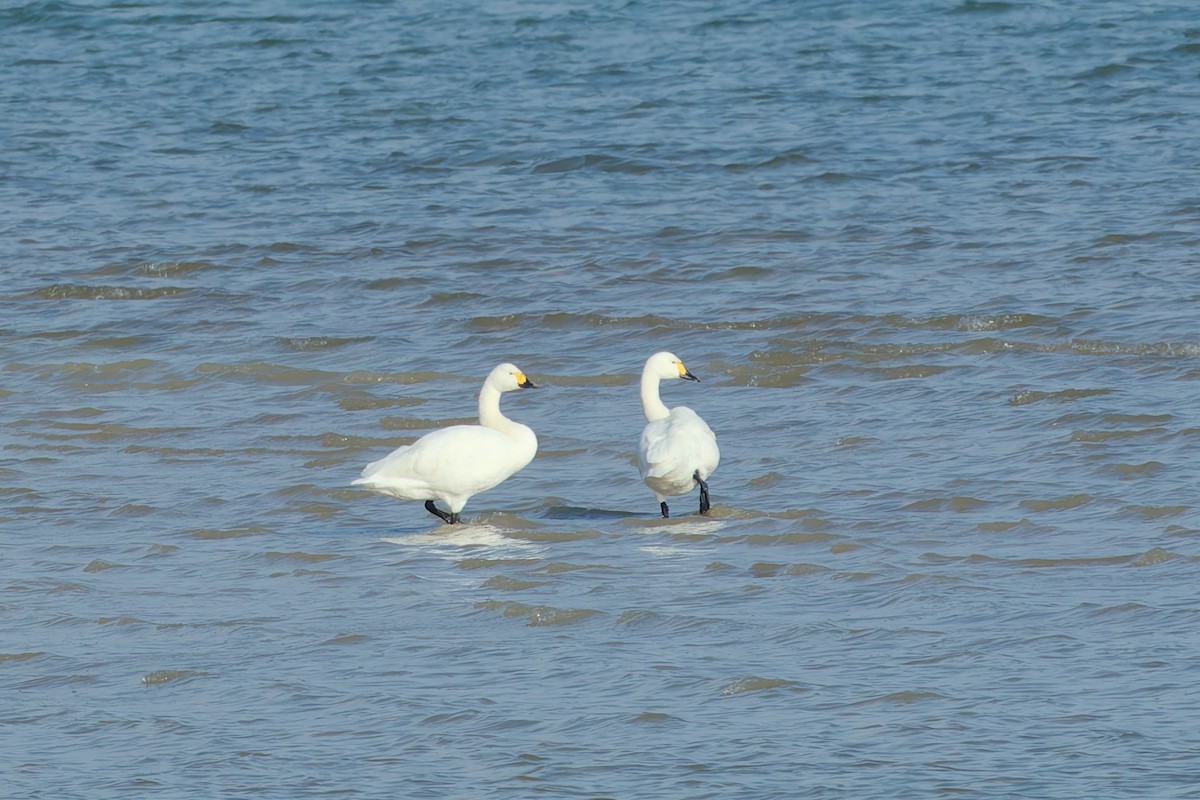 Гунгар хун (Bewick's) - ML630929449