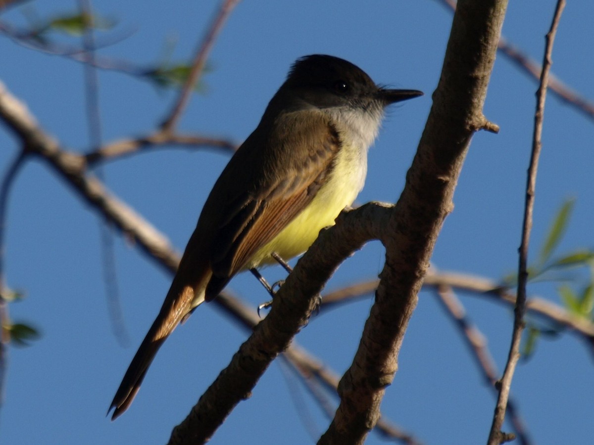 Dusky-capped Flycatcher (lawrenceii Group) - ML630929451