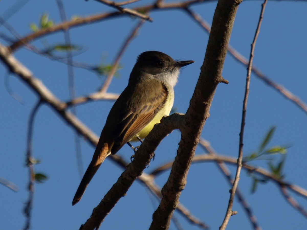 Dusky-capped Flycatcher (lawrenceii Group) - ML630929452