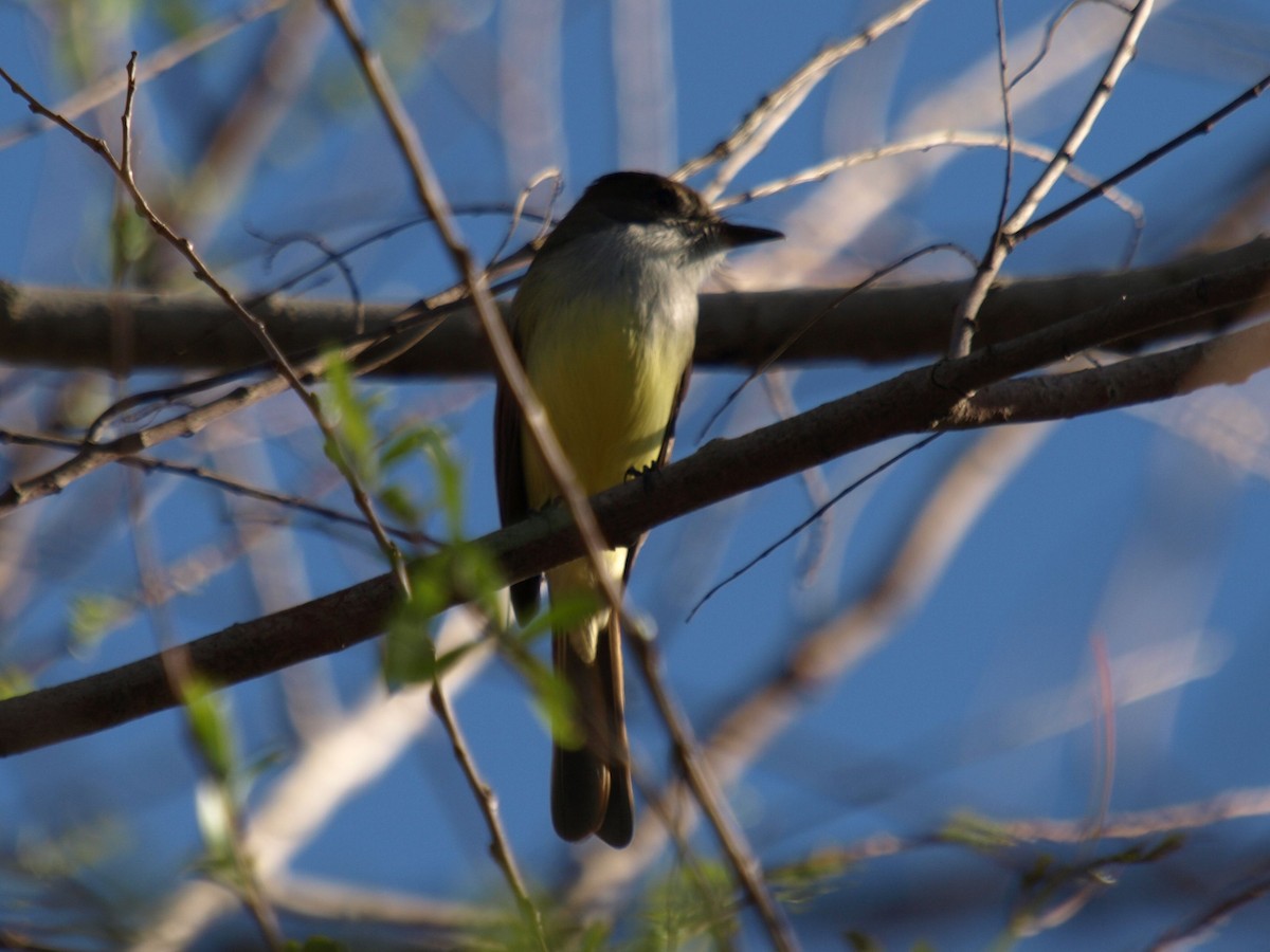 Dusky-capped Flycatcher (lawrenceii Group) - ML630929453