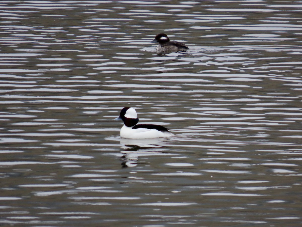 Bufflehead - ML630929642