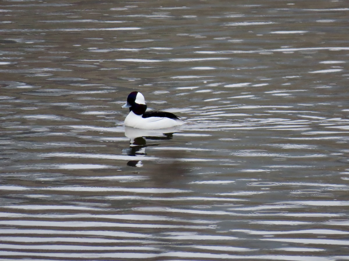 Bufflehead - ML630929643