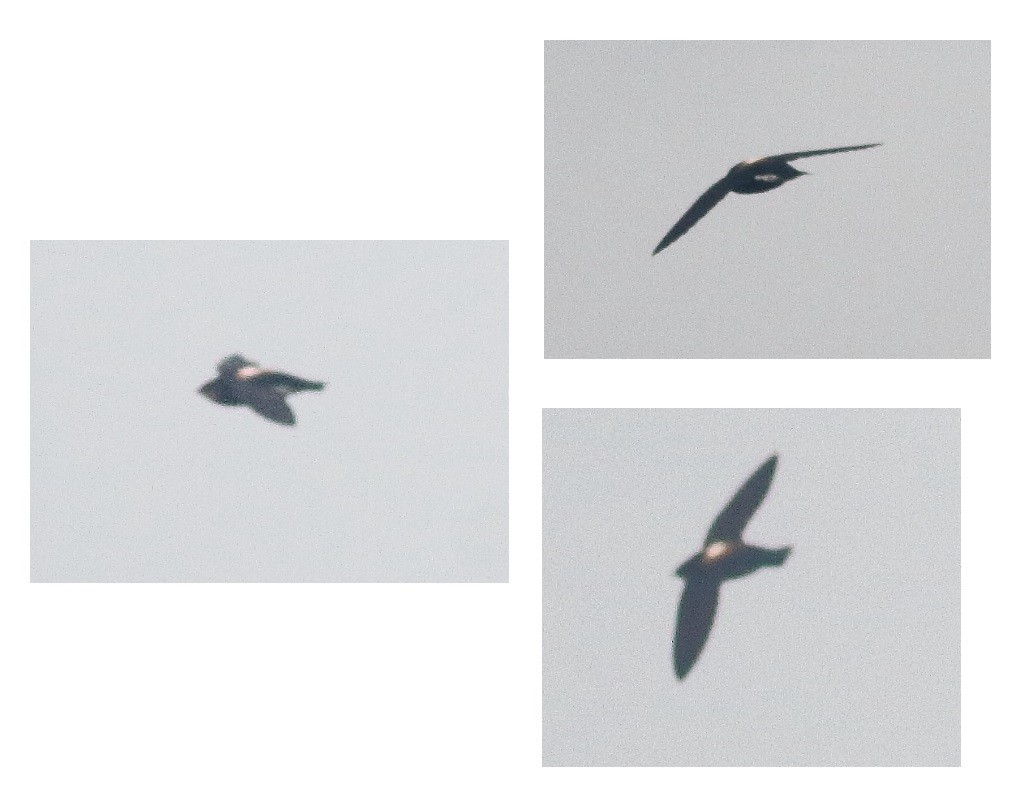 Silver-backed Needletail - ML630929677