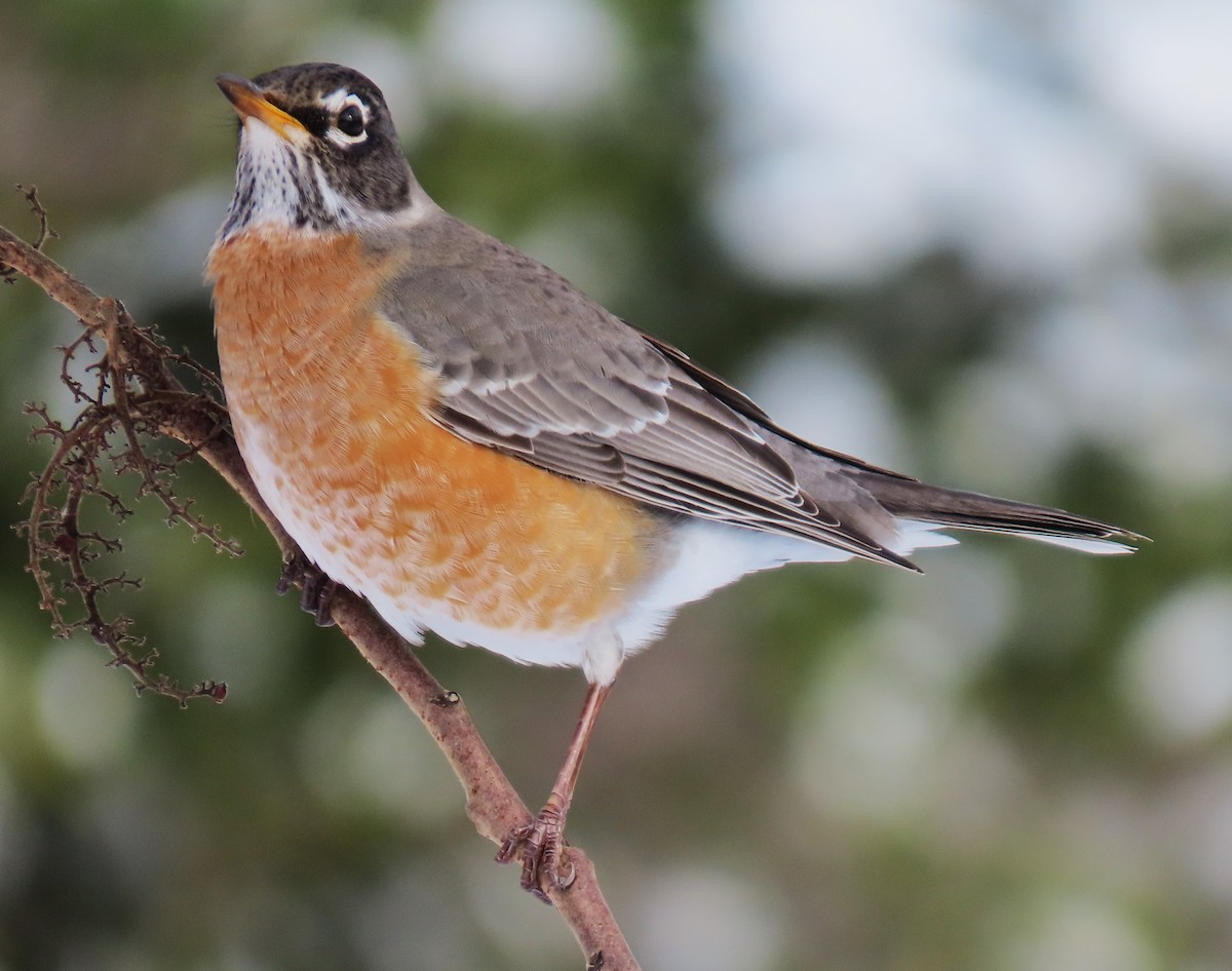 American Robin - ML630929730
