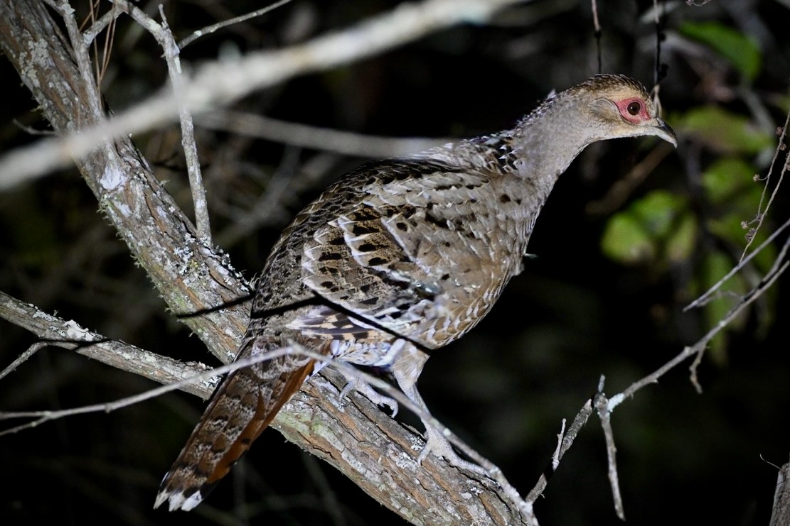 Mrs. Hume's Pheasant - ML630929752