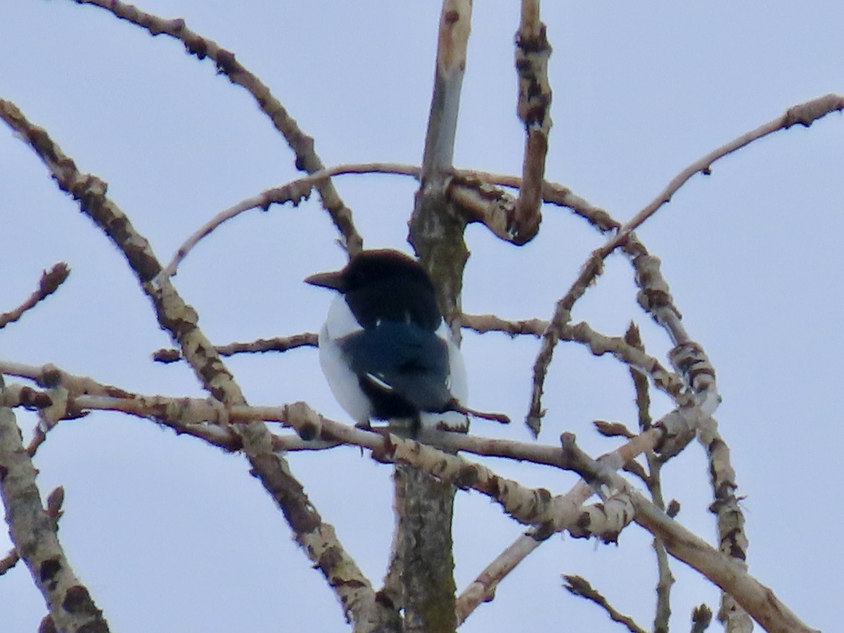 Mika iparramerikarra - ML630929807