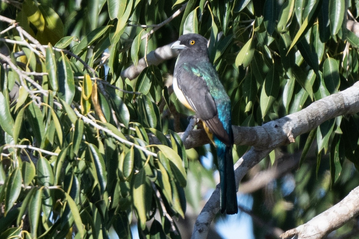 Citreoline Trogon - ML630929866