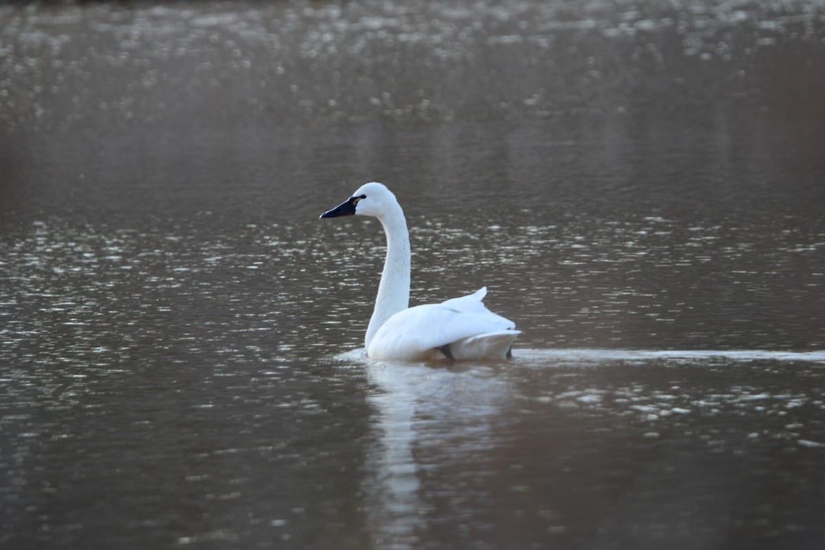 Tundra Swan - ML630929953