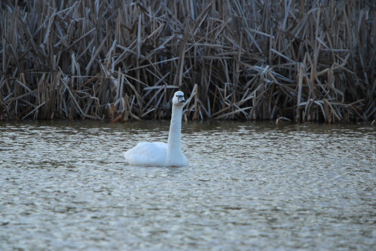 Tundra Swan - ML630929954