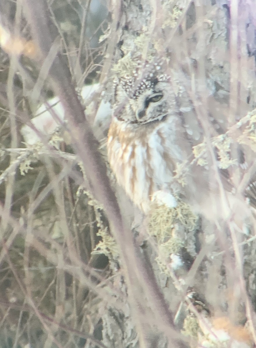 Савагт ариан - ML630930069