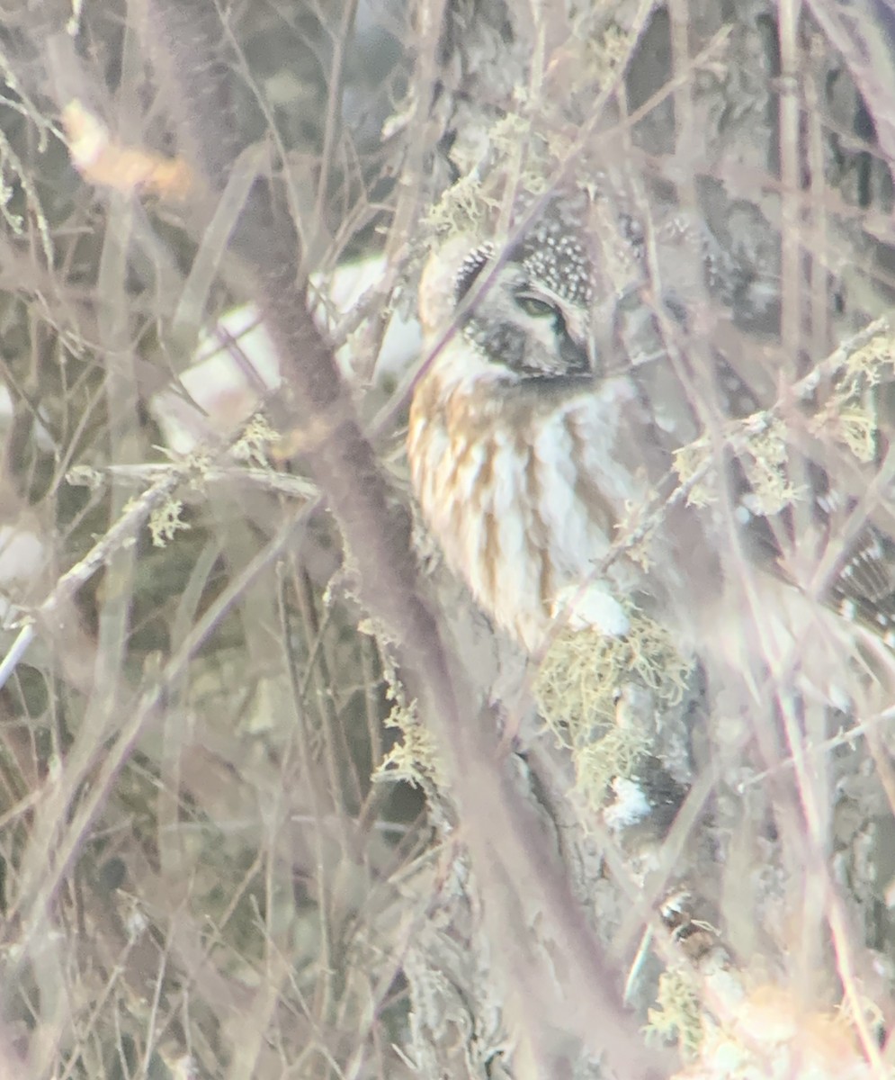 Савагт ариан - ML630930070