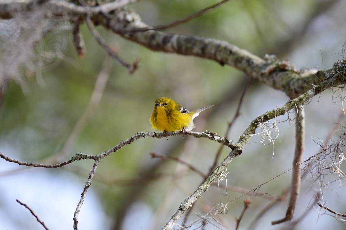 Pine Warbler - ML630930154