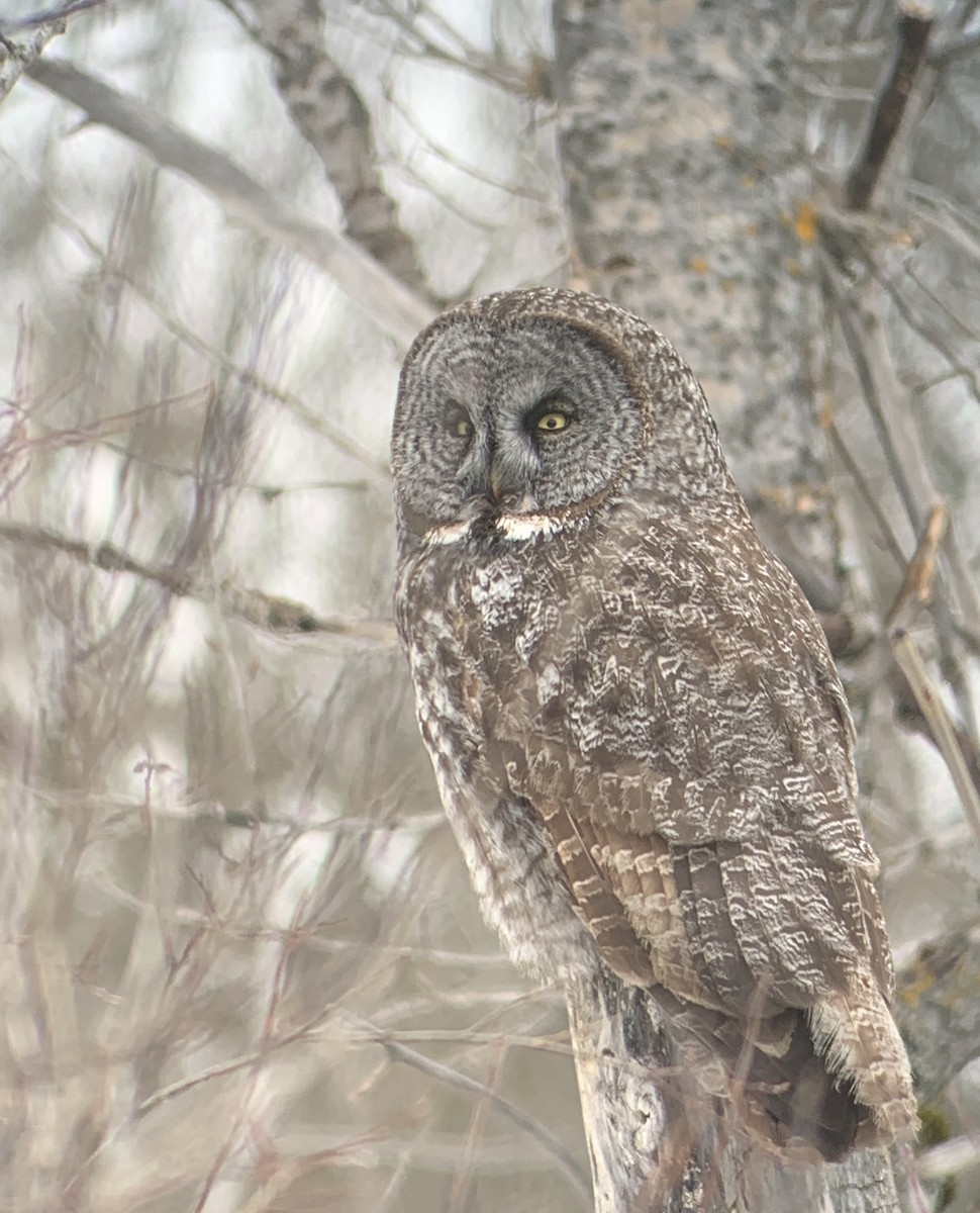 Угалзан бэгбаатар - ML630930171