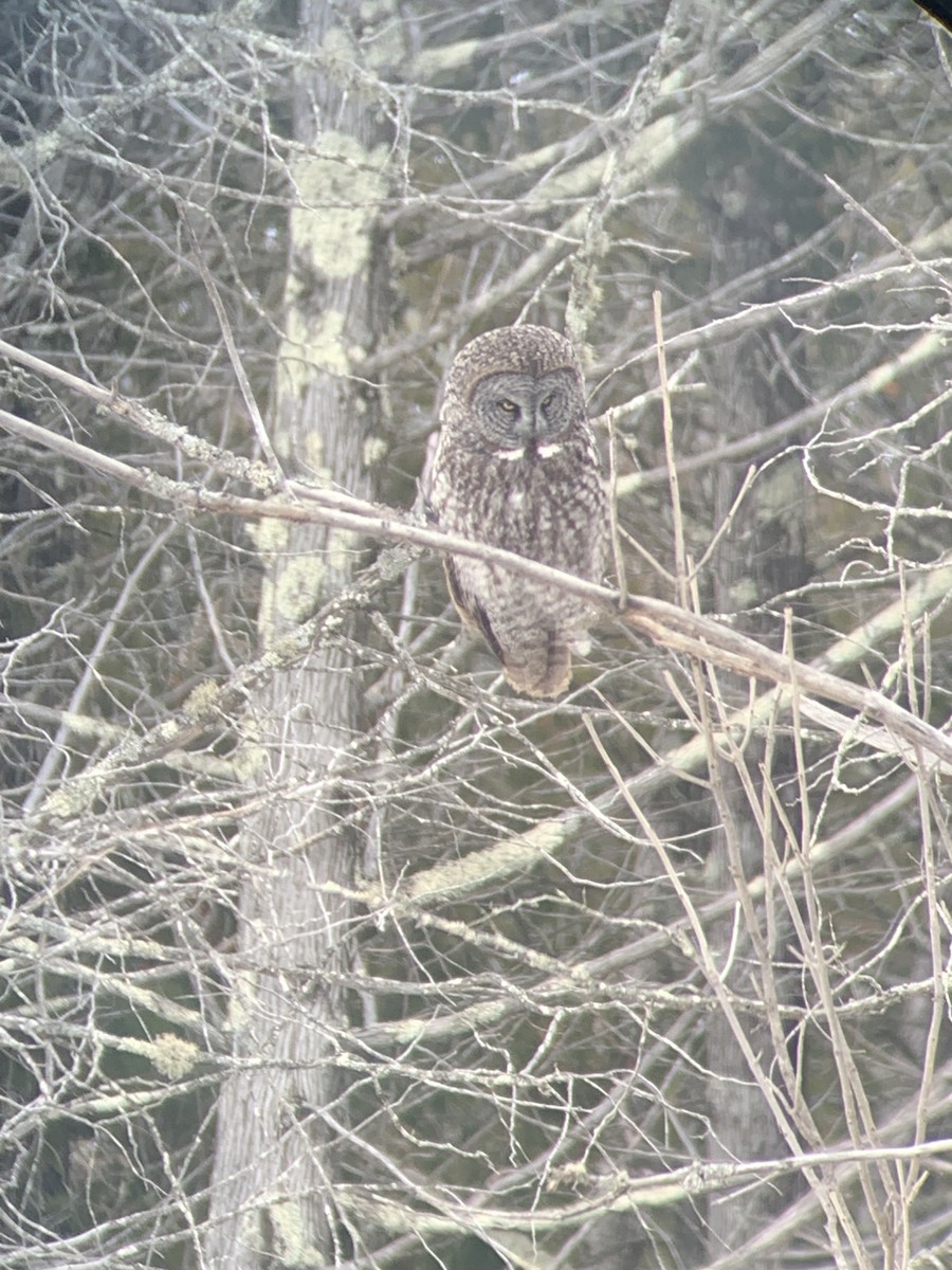 Угалзан бэгбаатар - ML630930172