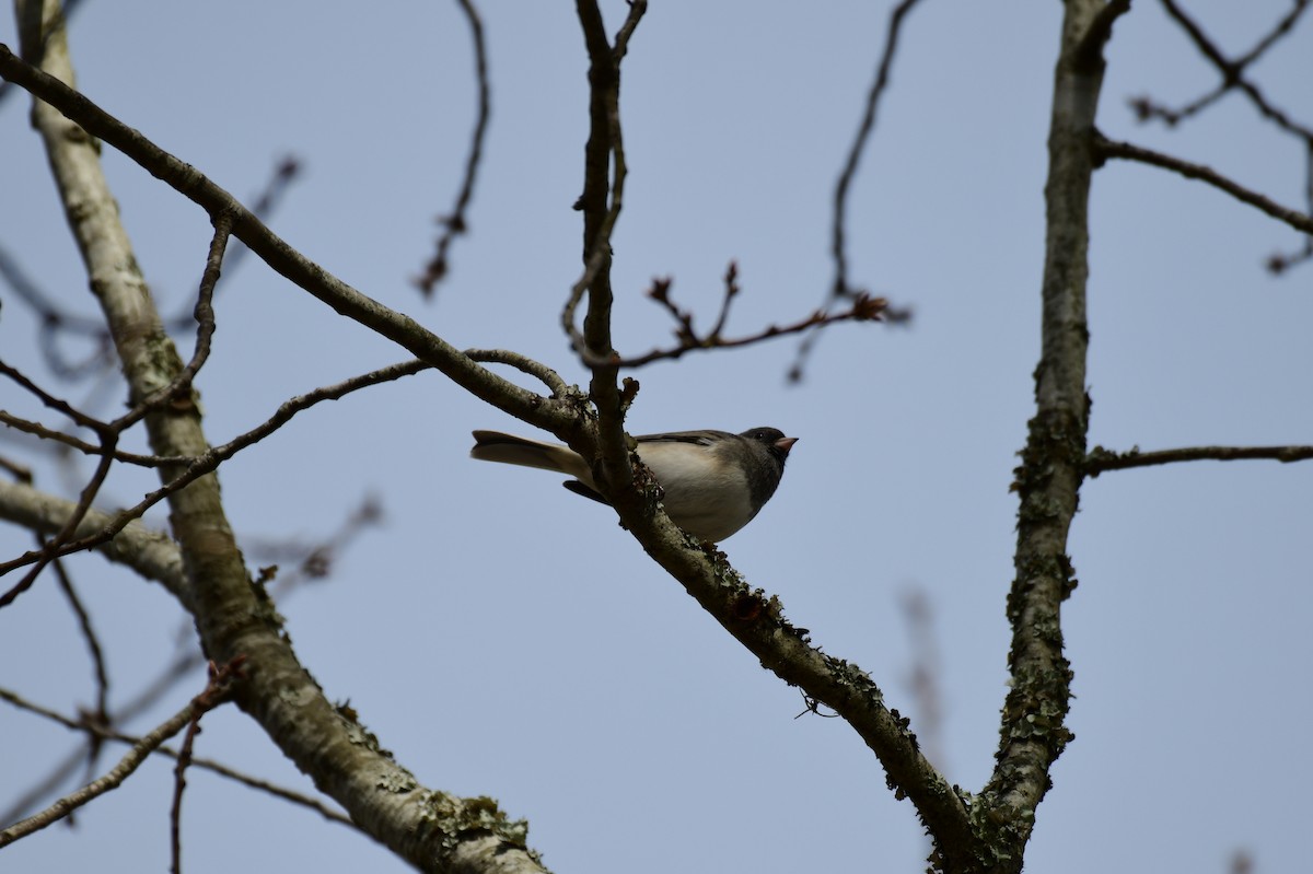 Dark-eyed Junco - ML630930191