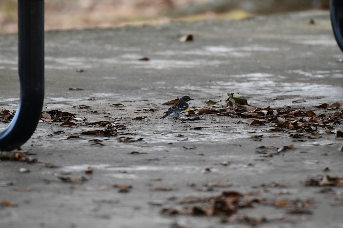 Yellow-rumped Warbler - ML630930226