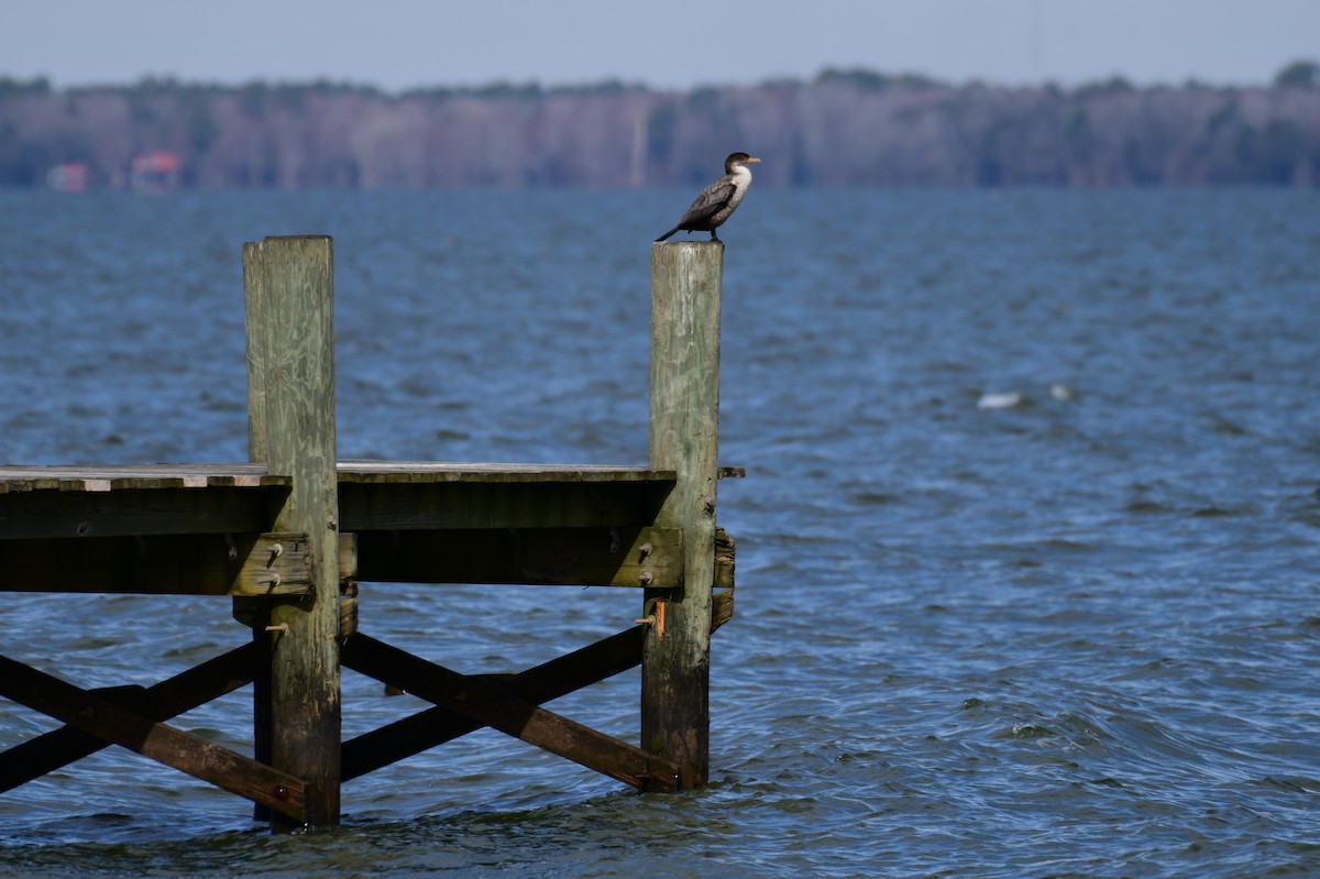 Double-crested Cormorant - ML630930240