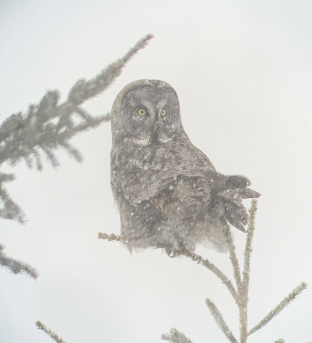 Угалзан бэгбаатар - ML630930251