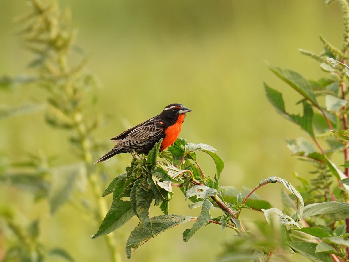 Peruvian Meadowlark - ML630930472