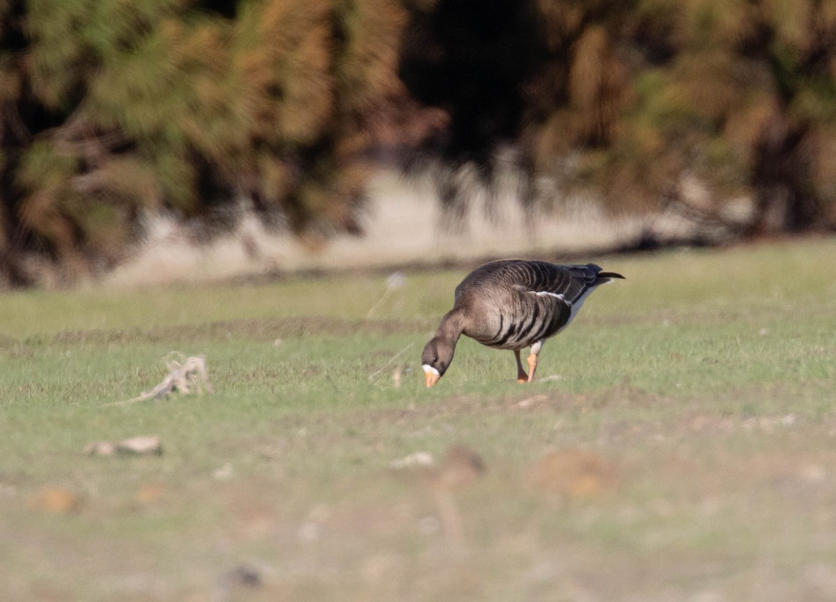 Greater White-fronted Goose - ML630930559