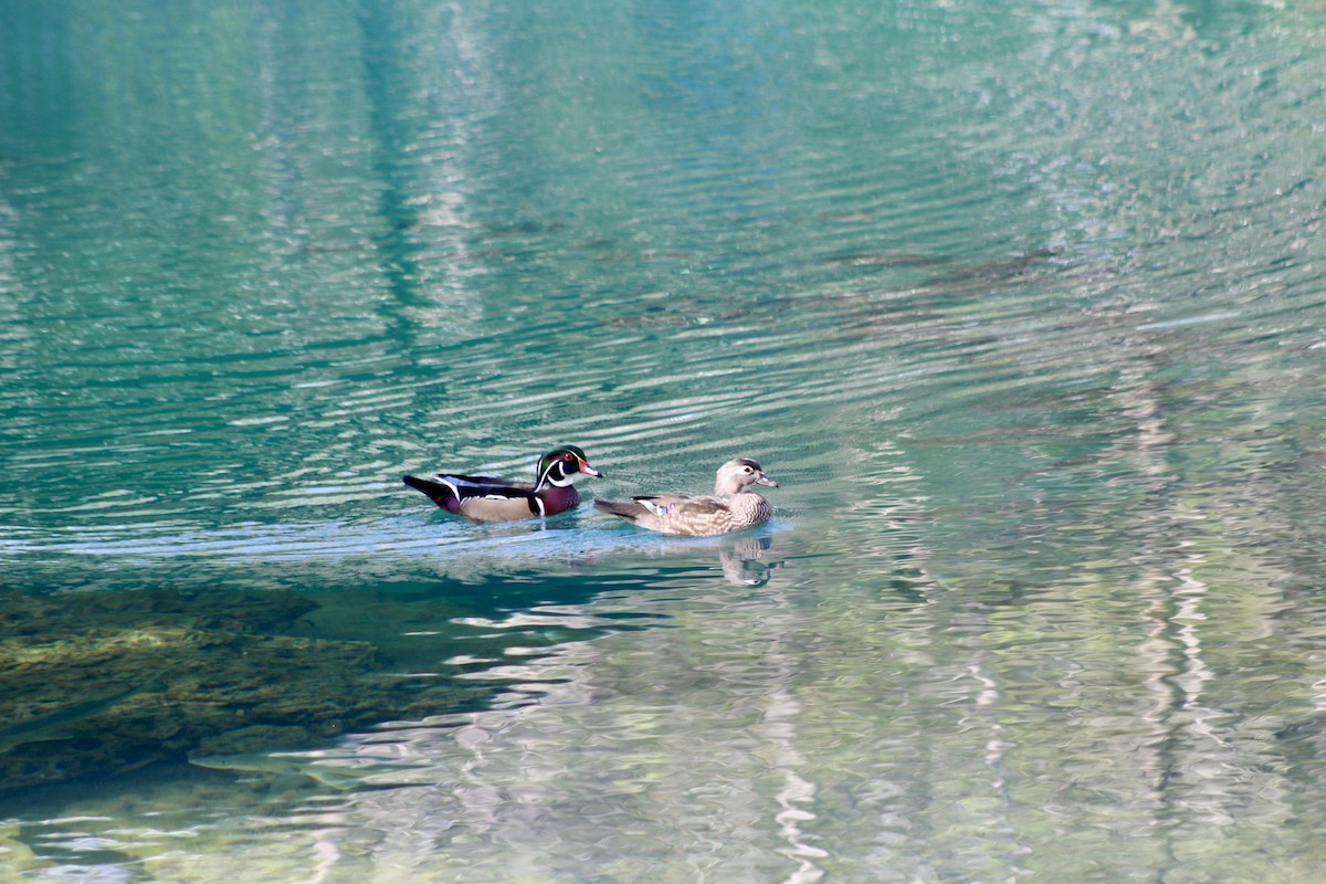 Wood Duck - ML630930627