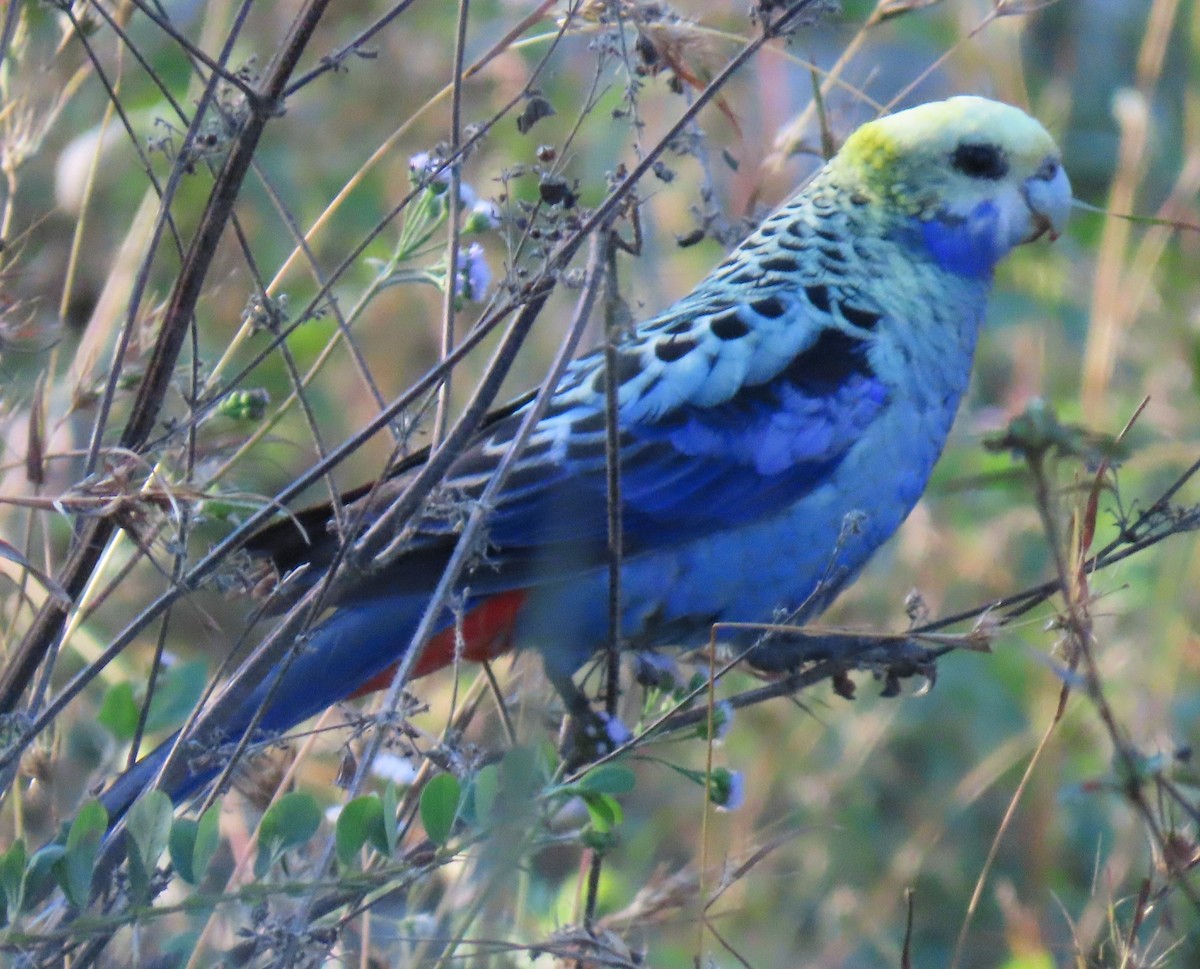Pale-headed Rosella - ML630930631