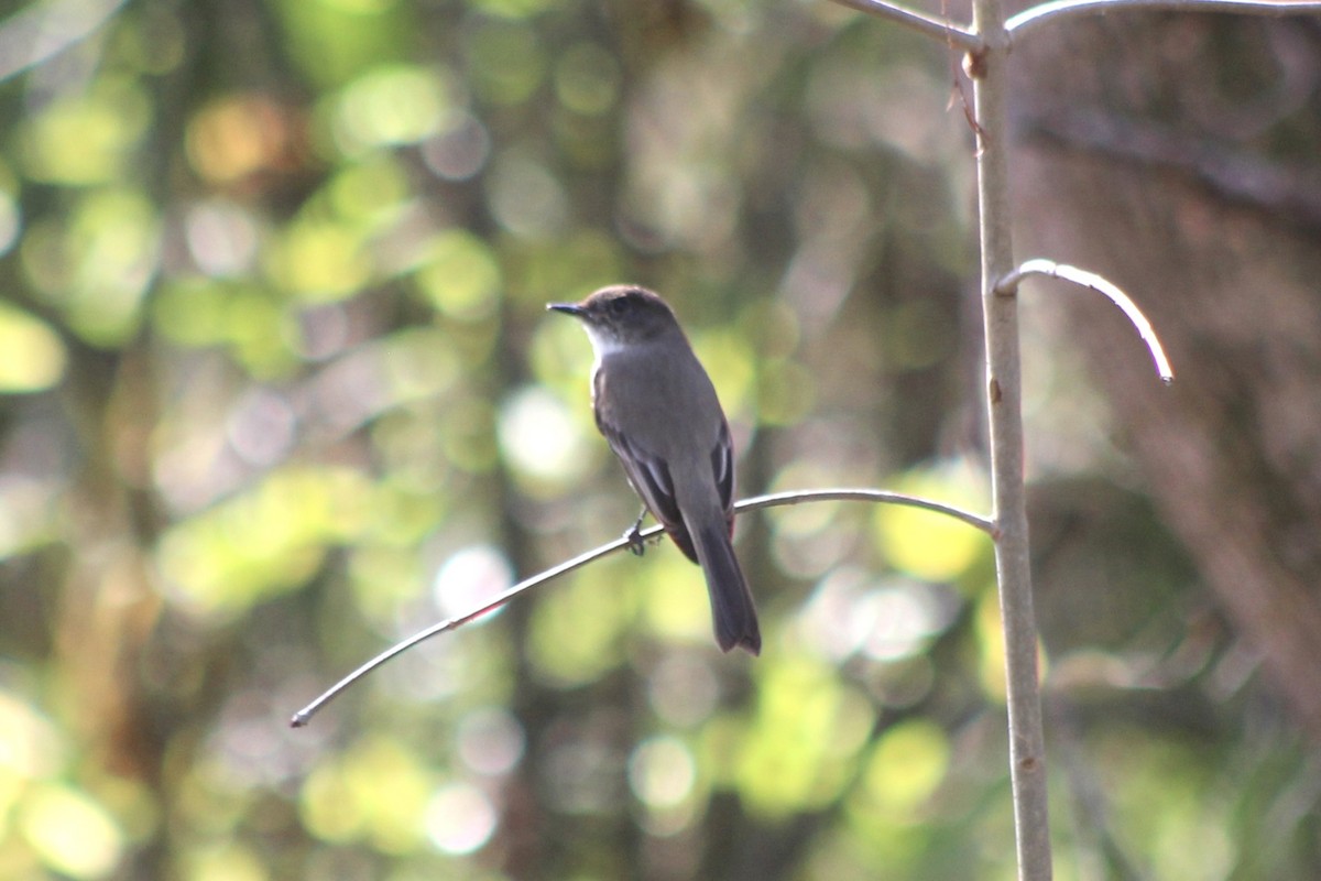 Eastern Phoebe - ML630930638