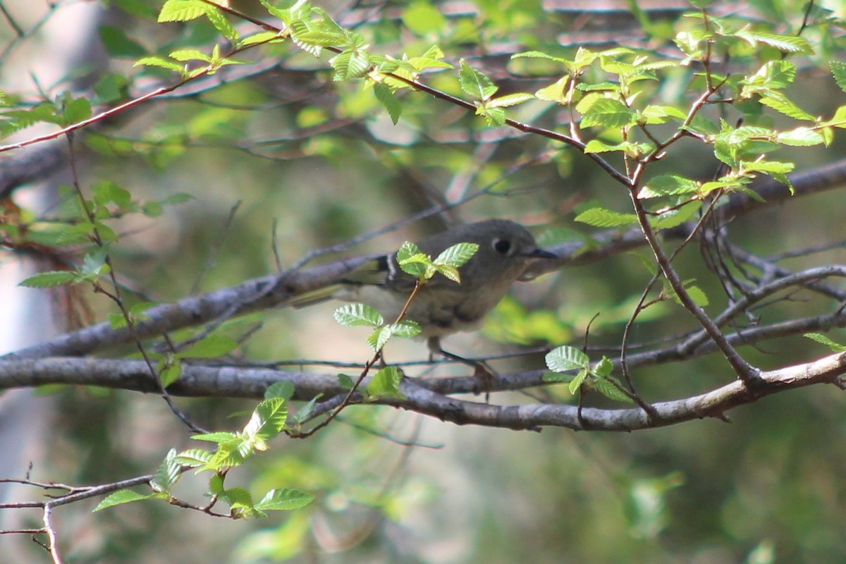 Ruby-crowned Kinglet - ML630930644
