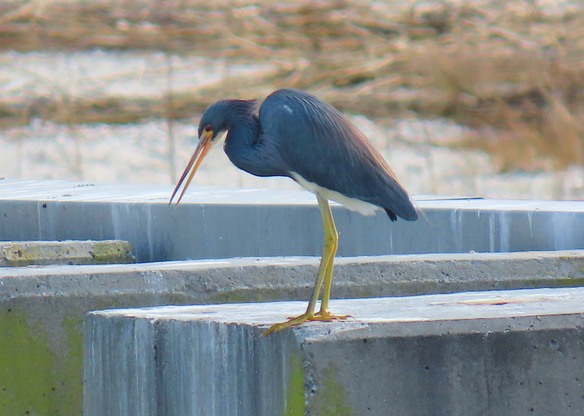 Tricolored Heron - ML630930683
