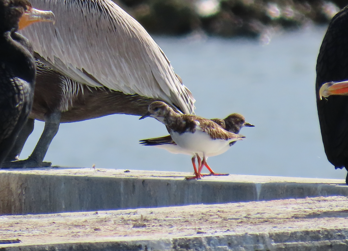 Алаг хайргач - ML630930694