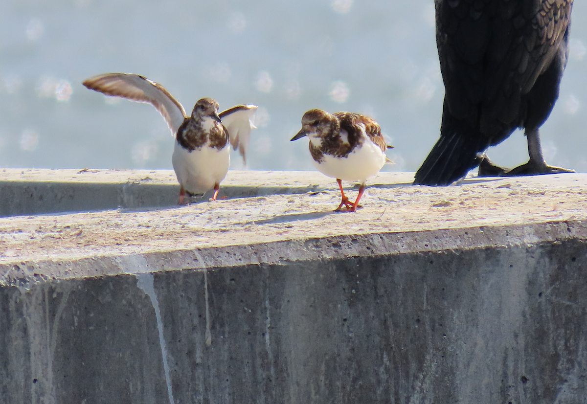 Алаг хайргач - ML630930695