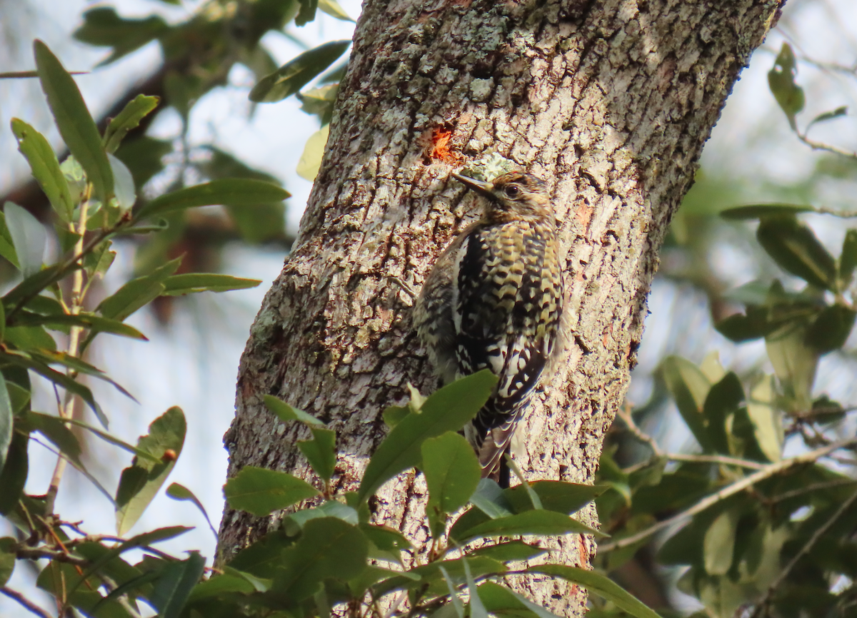 Yellow-bellied Sapsucker - ML630930721