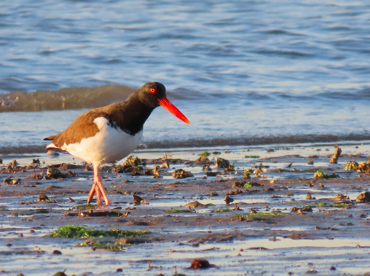 American Oystercatcher - ML630930736