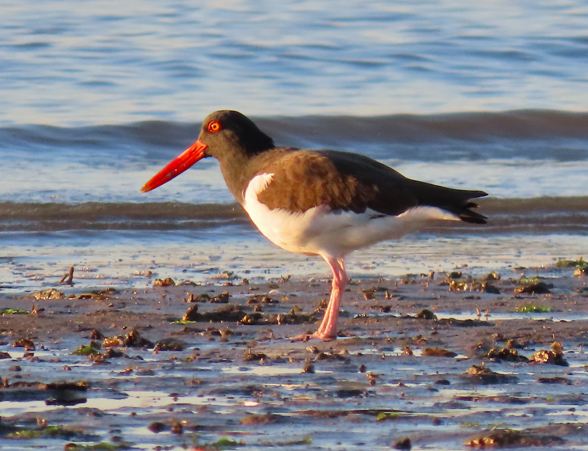 American Oystercatcher - ML630930737