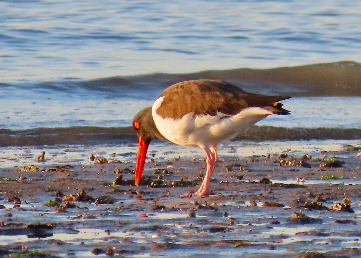 American Oystercatcher - ML630930747