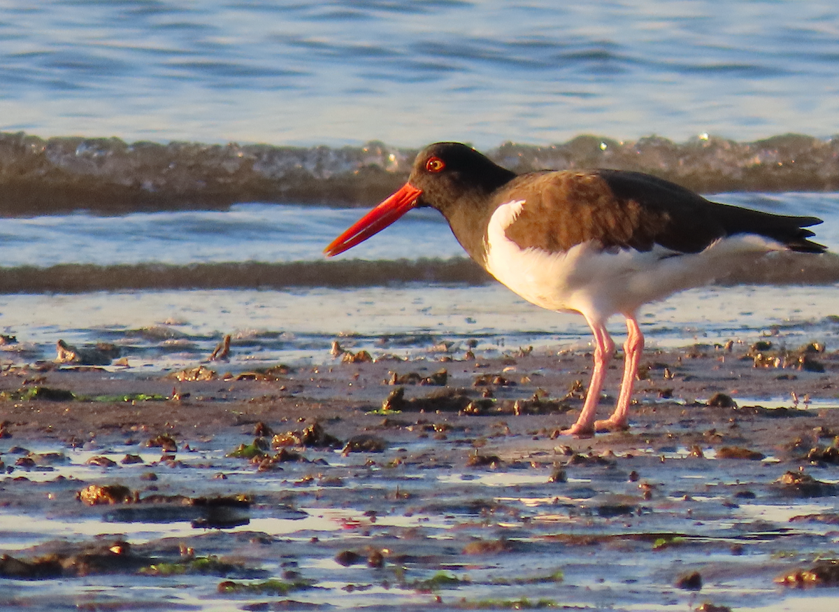 American Oystercatcher - ML630930751