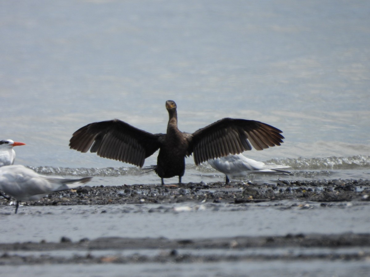 Neotropic Cormorant - ML630930848
