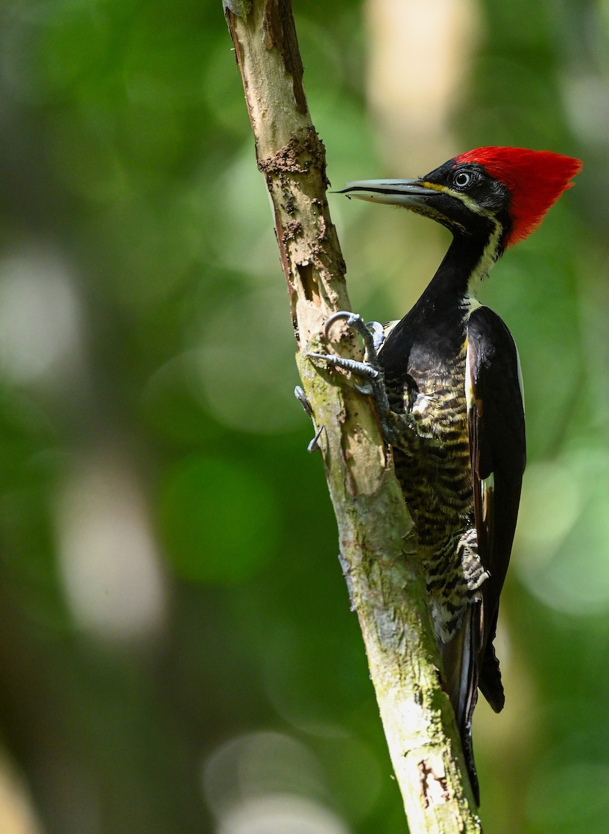 Lineated Woodpecker (Lineated) - Luis Trinchan