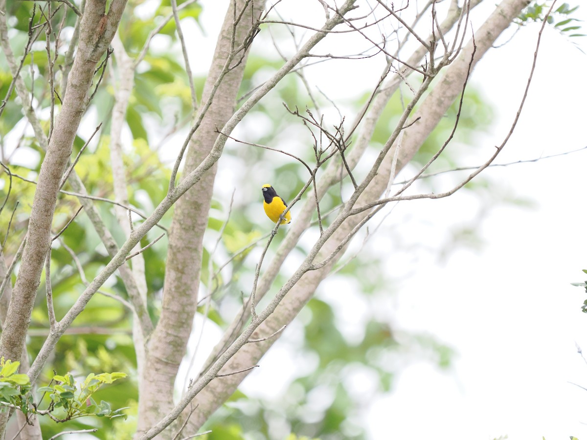 Purple-throated Euphonia - ML630931215