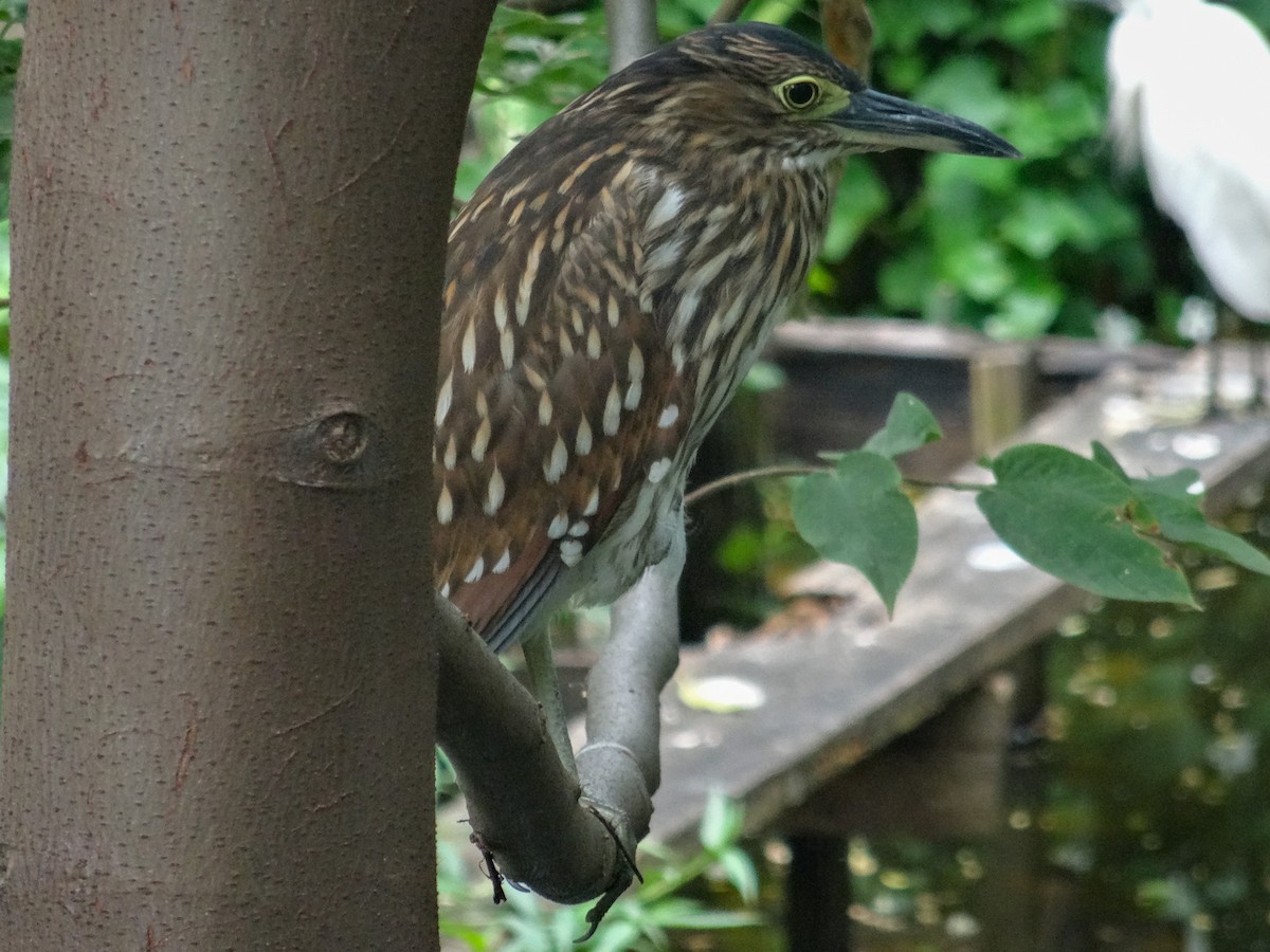 Nankeen Night Heron - ML630931402