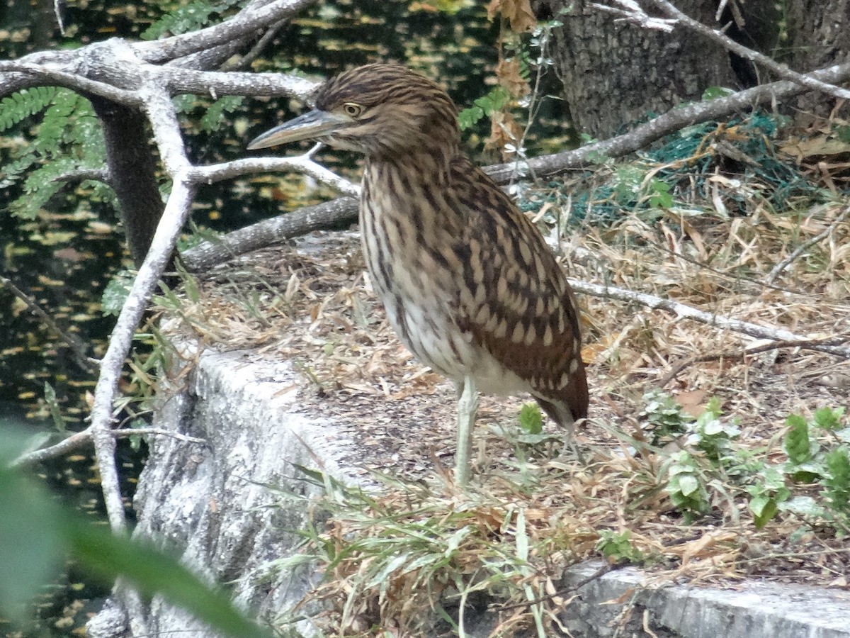 Nankeen Night Heron - ML630931408