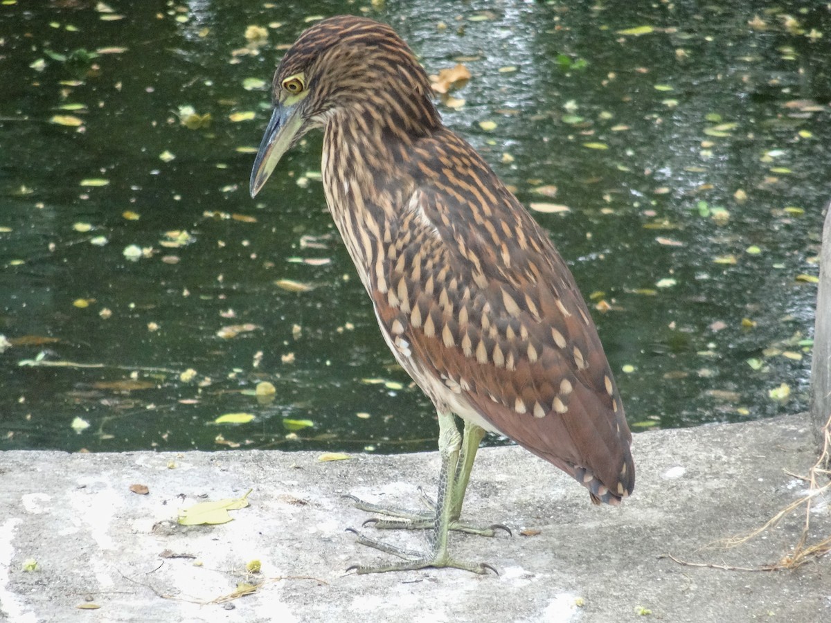 Nankeen Night Heron - ML630931409