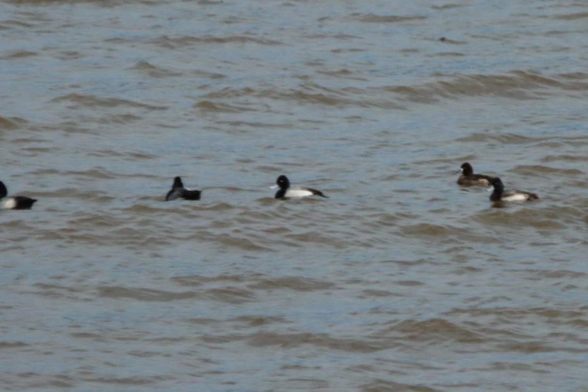 Lesser Scaup - ML630931530
