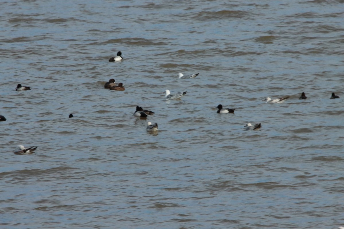 Lesser Scaup - ML630931531